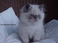 Abby01kitten kater